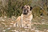 KANGAL 019